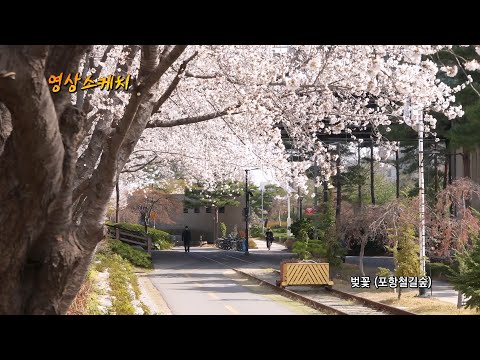 벚꽃 (포항철길숲)