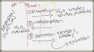 Urinary3  Filtration, reabsorption, secretion