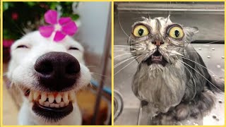 Videos Engraados de Animais 2021- Tente no Rir 