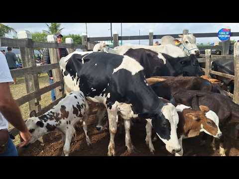 Feira do Gado do Alto Sertão Sergipano em Monte Alegre de Sergipe