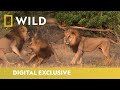 Lion Pride Vs Nomads | Wild Africa | National Geographic WILD UK