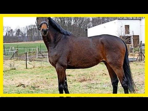 Verkauft oder geschlachtet? die vermissten pferde / 12 / 2017 / galerien / bilder - haz – hannovers