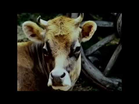 Jordan's Sound Effects Compilation No.13:Hollywoodedge, Cow Moos Three TimesC PE022901