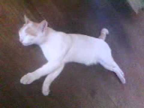 Mad Meo không phải con mèo