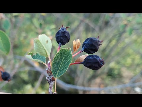 European Juneberry / Sugarplum (Amelanchier ovalis) - surprisingly tasty
