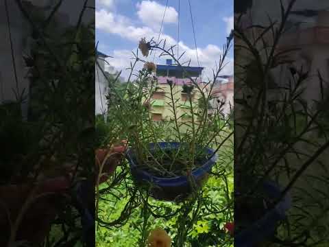 Pradipta's house #comdeyclub #comdeymemes #comedy #entertainment