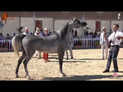 N 43 ANTIGUA HVP   2020 Menton Mediterranean and Arab Countries Arabian Horse Championship   3 Years