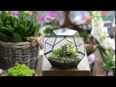 NCYP Pentagon Ball Shape Geometric Terrarium with Succulents and Cacti Demo
