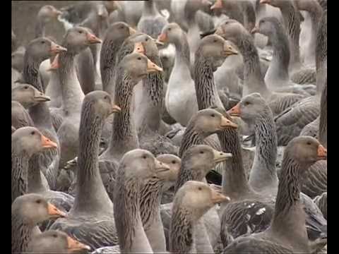 Terres de goût - Confit en Gascogne