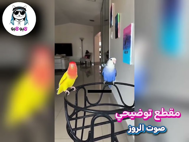 ببغاء روز أزرق (Lovebird Blue)