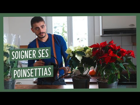 , title : 'Comment prendre soin des Poinsettia ?'