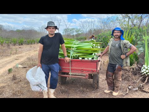 FUI CONHECER BEBETO E PETRUCO MOSTRANDO UM POUCO  DA LUTA COM  GADO O SEGREDO E PLANTAR PALMA