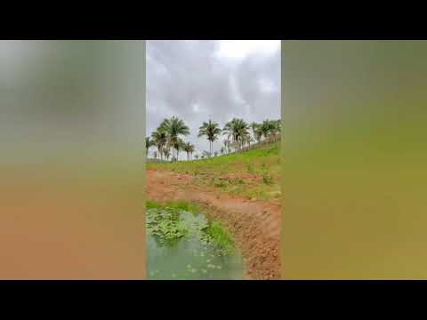 BABAÇU LOVE 🌴💛🌴