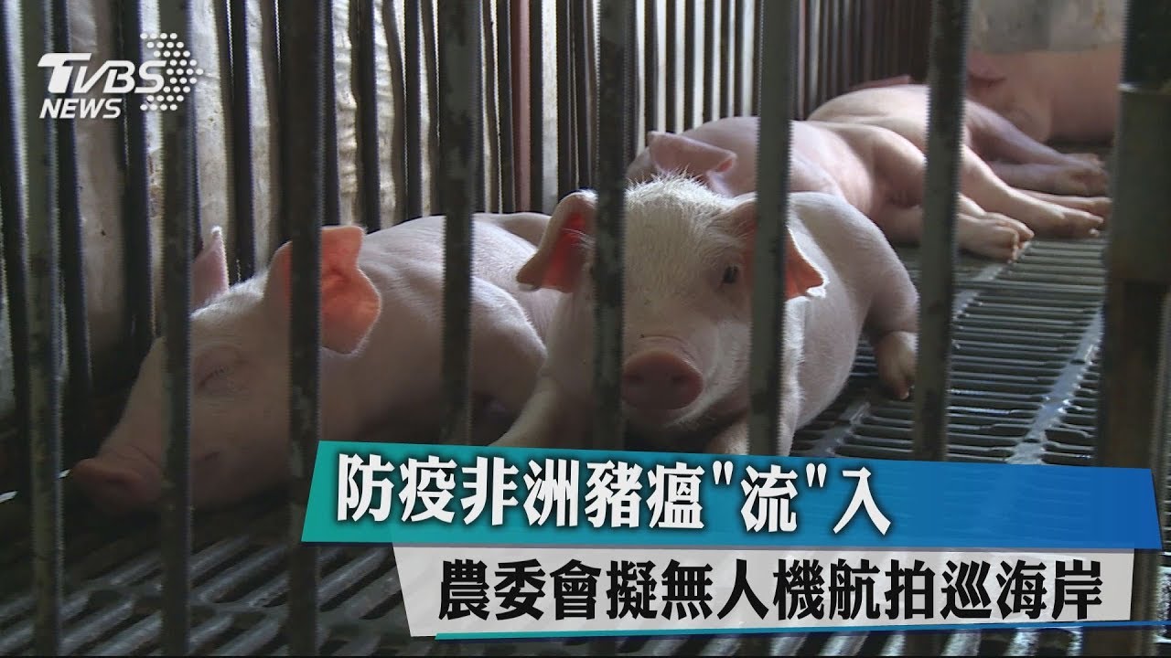 防疫非洲豬瘟「流」入 農委會擬無人機航拍巡海岸