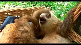 Fighting sloths