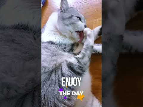 🐱My Big Cat Family - Igor: Enjoy the Day #cat #cats #cutecats