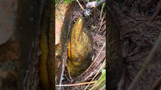 Download lagu TEKNIK & CARA MANCING BELUT#belut #mancing mp3