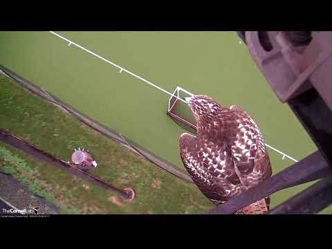 Red-tailed Hawk "H1" Visits Nest Site  – July 25, 2018