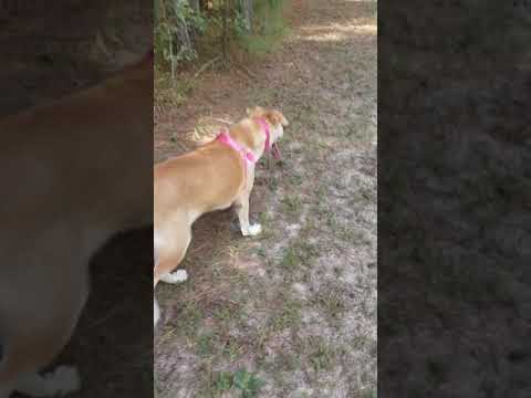 Saffron- Watch my Video, an adoptable Labrador Retriever & Golden Retriever Mix in Hillister, TX_image-1
