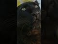 Beautiful Black Leopard