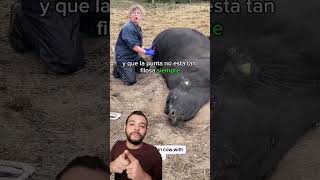 timpanismo extremo ☠️🐂 Contenido educativo ⚠️ #agro #campo #rancho #ganado #ganaderia #elpecuario