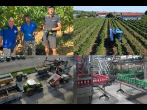 Dalle vigne alla logistica: come nasce il Tavernello, il vino più consumato del Belpaese.