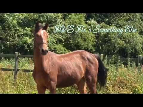 Lansdowne X Numero Uno colt - Image 2