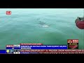 Hiu Tutul Kembali Muncul Di Perairan Kepulauan Seribu