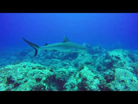 MC SJENA- BIJELA PSINA (REMIX)