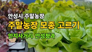 안성시 주말농장 / 모종 고르기 / 모종 사는법 / 인지사거리 안성청과