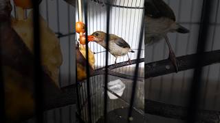 Download lagu Anakan Burung Kemade Belajar Makan!#shorts #kicaugaruda #yearofyou mp3