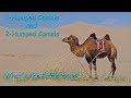 1 Humped camels and 2 humped camels: What's the Difference? - Animal Talk with Rachel 1 Humped camels and 2 humped camels: What's the Difference?