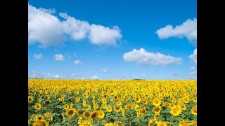 【東方】原曲を耳コピしてみた 今昔幻想郷 ～ Flower Land(Gensokyo, Past and Present)【東方花映塚】