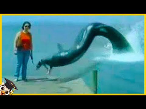 10 Creature Marine Giganti Beccate dalle Telecamere - Parte 2