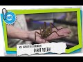 Kid Reporter Dominique Giant Weta