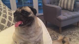 Quincy and Arthur's Playtime with Uncle Henry
