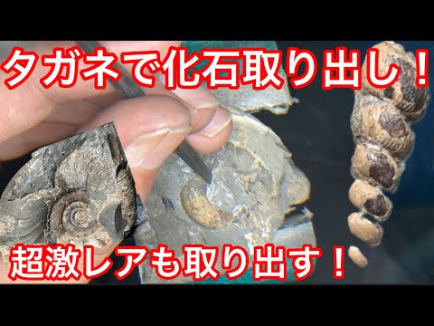 なぜツゲの蛾捕りを作るのですか？万全の予防！  庭園