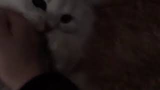 ペルシャ猫のペル君 #20