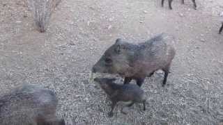 preview picture of video 'Funny, Cute Baby Javelina in Tucson, Arizona'