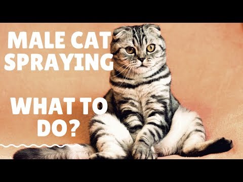Male Cat Spraying - Why and What To Do To Stop
