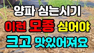 양파심는시기 좋은 양파 고르는 방법 / 양파심는시기 / 이렇게심으면 성공합니다