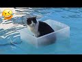When The Startled Dog And Cat Fell Into The Water New Funny Animals