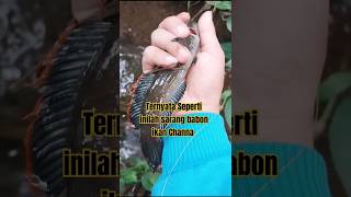 Download lagu Ternyata seperti inilah sarang babon ikan Channa #fishing #spotgacor #channa #shorts #strike #ikan mp3