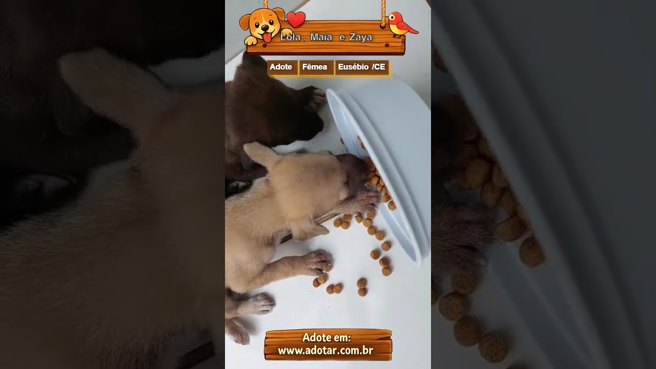 Cachorro raça SRD-ViraLata idade Abaixo de 2 meses nome Lola, Maia e Zaya