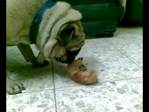 Loco the Possessive Pug - February 02, 2009, 01:09 PM