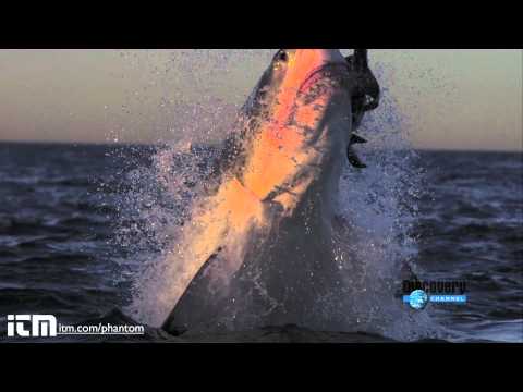 Ataques de grandes tiburones blancos en Slow Motion (cámara lenta)