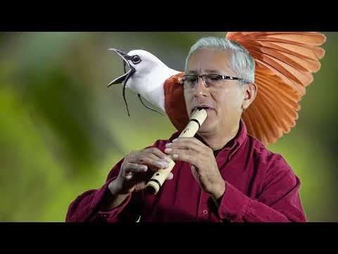 PAJARO CAMPANA,Félix Pérez Cardozo. Robert Montoro