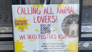 Valdosta council advances major city projects, shelves pet-sale ordinance for revisions
