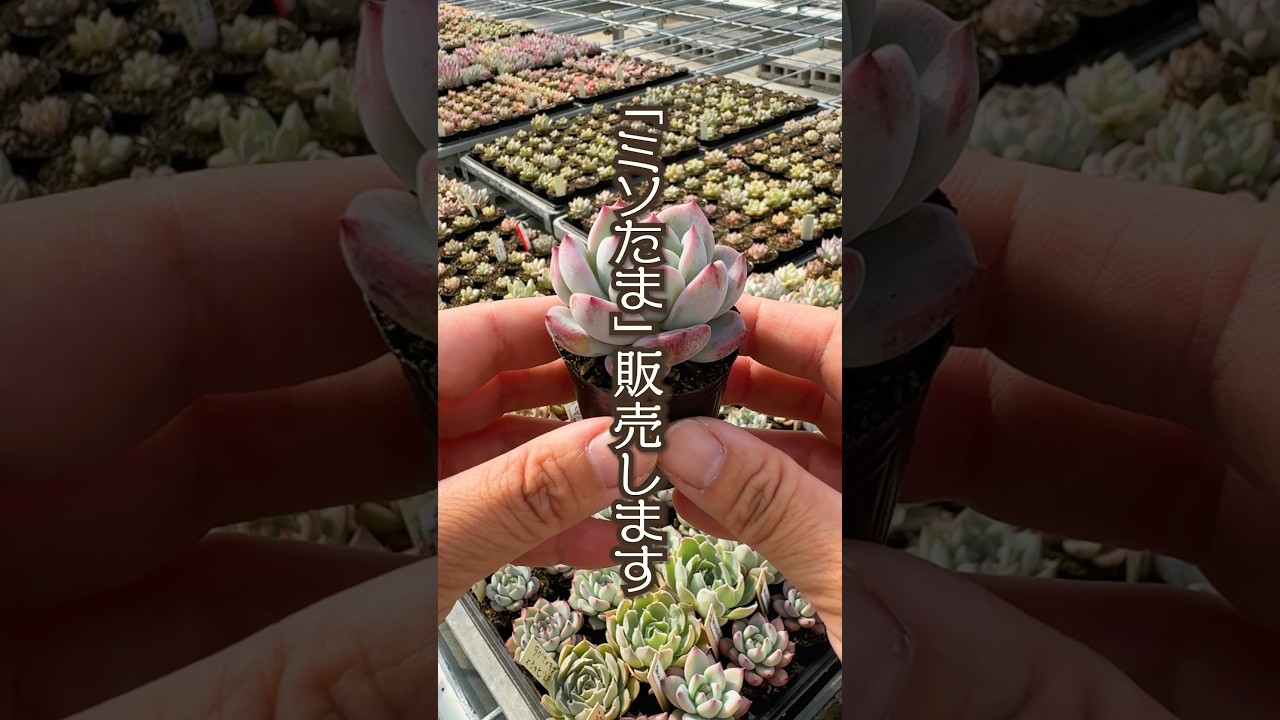 【販売会限定】 小さなミソ苗、その名もミソたま🥚 #shorts  #エケベリア #観葉植物 #succulent #今日の多肉事 #多肉植物