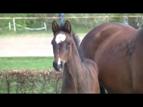 Holsteiner Fohlenauktion im Juni - Nr. 20 v. Quiran - Clearway
